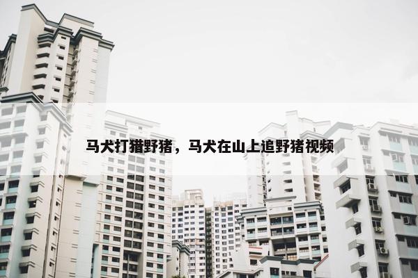 马犬打猎野猪，马犬在山上追野猪视频