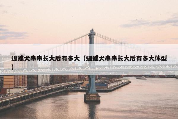 蝴蝶犬串串长大后有多大（蝴蝶犬串串长大后有多大体型）