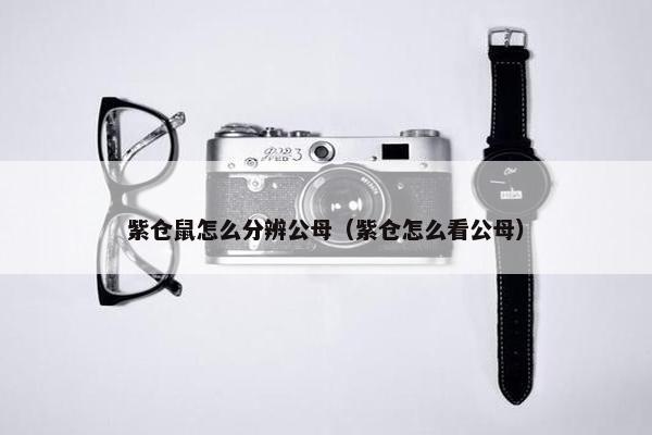 紫仓鼠怎么分辨公母（紫仓怎么看公母）