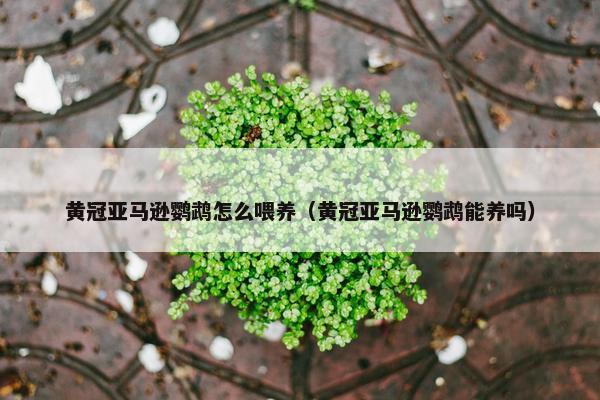 黄冠亚马逊鹦鹉怎么喂养（黄冠亚马逊鹦鹉能养吗）