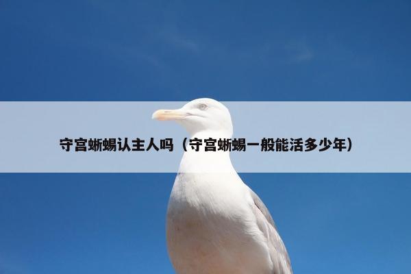 守宫蜥蜴认主人吗（守宫蜥蜴一般能活多少年）
