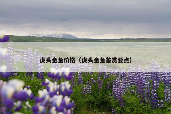 虎头金鱼价格（虎头金鱼鉴赏要点）