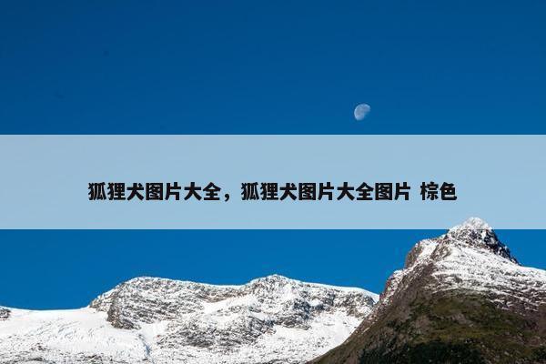 狐狸犬图片大全，狐狸犬图片大全图片 棕色