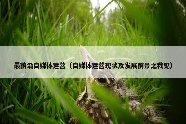 最前沿自媒体运营（自媒体运营现状及发展前景之我见）