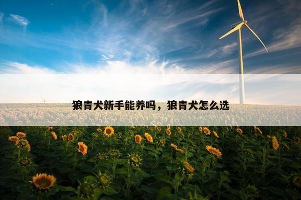 狼青犬新手能养吗，狼青犬怎么选