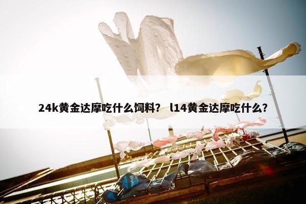 24k黄金达摩吃什么饲料？ l14黄金达摩吃什么？