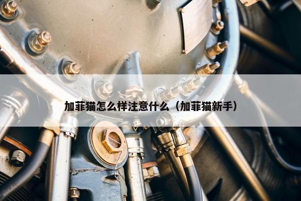 加菲猫怎么样注意什么（加菲猫新手）