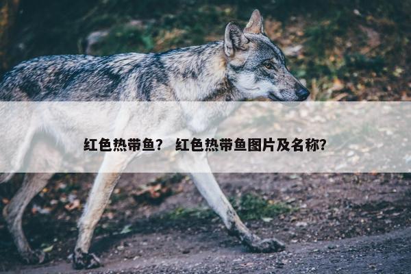 红色热带鱼？ 红色热带鱼图片及名称？