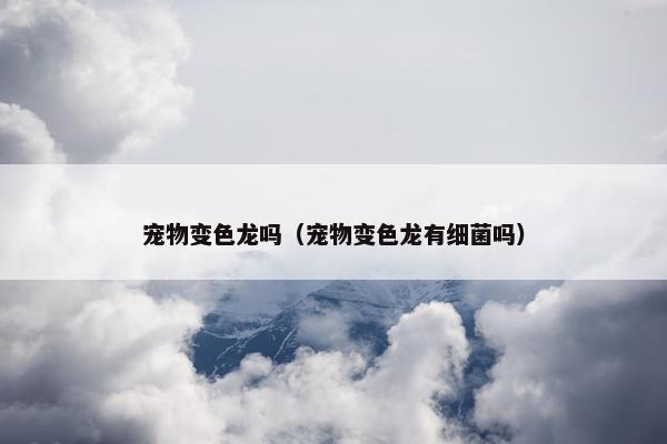 宠物变色龙吗（宠物变色龙有细菌吗）