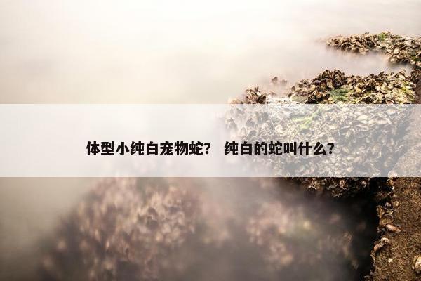 体型小纯白宠物蛇？ 纯白的蛇叫什么？