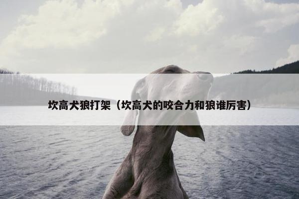 坎高犬狼打架（坎高犬的咬合力和狼谁厉害）