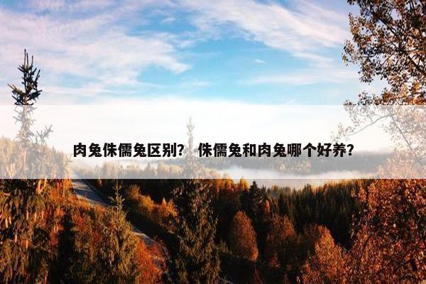 肉兔侏儒兔区别？ 侏儒兔和肉兔哪个好养？