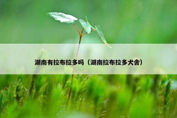 湖南有拉布拉多吗（湖南拉布拉多犬舍）