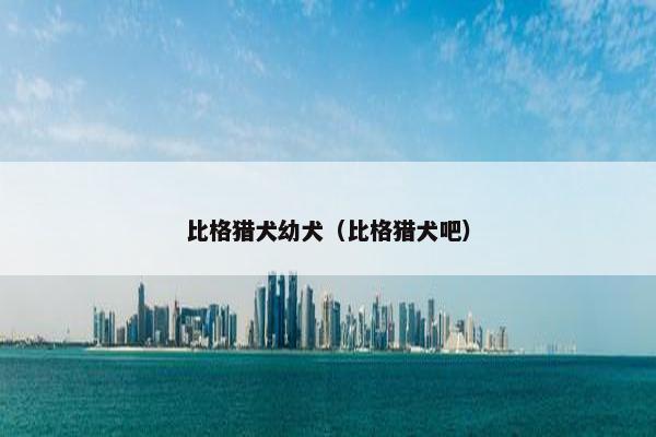 比格猎犬幼犬（比格猎犬吧）
