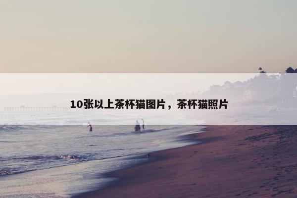 10张以上茶杯猫图片，茶杯猫照片