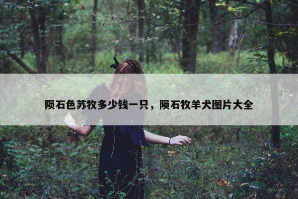 陨石色苏牧多少钱一只，陨石牧羊犬图片大全