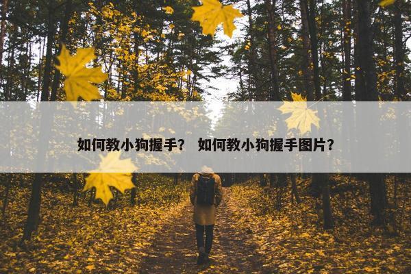 如何教小狗握手？ 如何教小狗握手图片？
