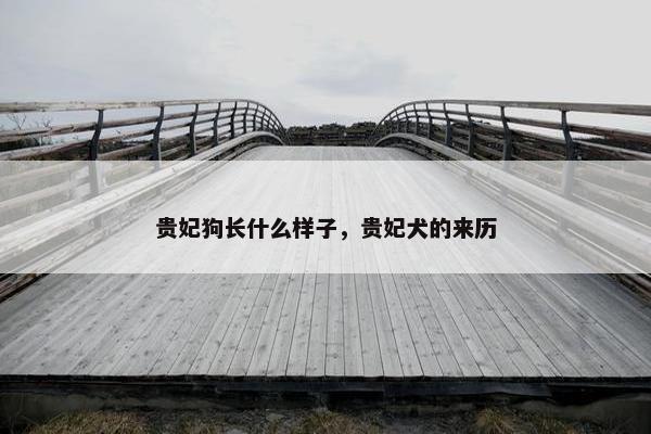 贵妃狗长什么样子，贵妃犬的来历