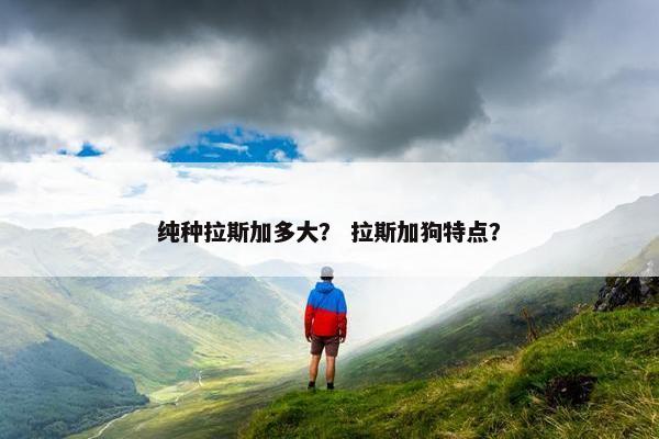 纯种拉斯加多大？ 拉斯加狗特点？