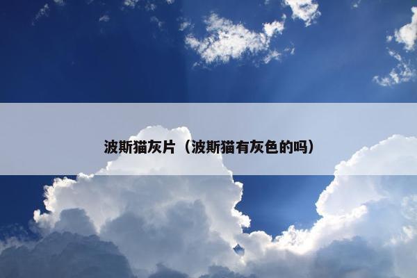波斯猫灰片（波斯猫有灰色的吗）