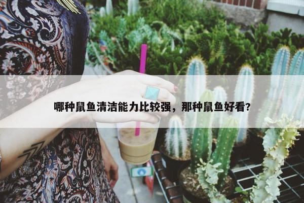 哪种鼠鱼清洁能力比较强，那种鼠鱼好看?