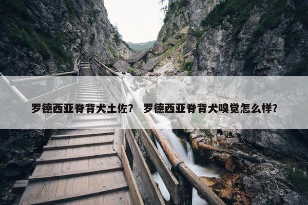 罗德西亚脊背犬土佐？ 罗德西亚脊背犬嗅觉怎么样？