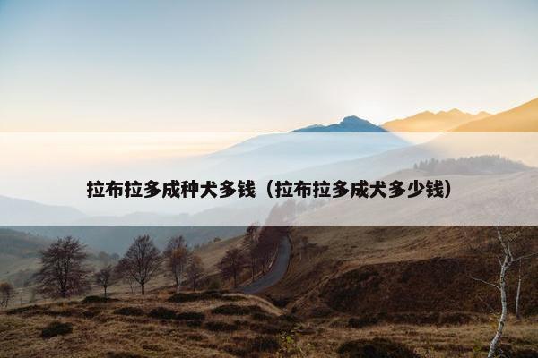 拉布拉多成种犬多钱(拉布拉多成犬多少钱) 拉布拉多成种犬多钱(拉布拉多成犬多少钱)