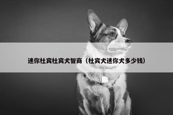 迷你杜宾杜宾犬智商(杜宾犬迷你犬多少钱)