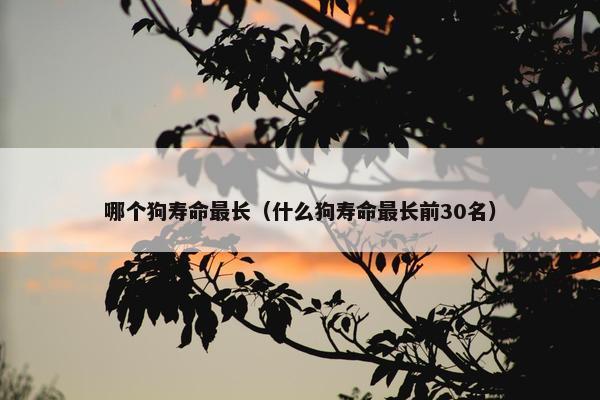 哪个狗寿命最长（什么狗寿命最长前30名）