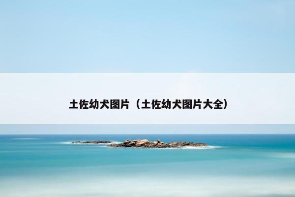 土佐幼犬图片（土佐幼犬图片大全）