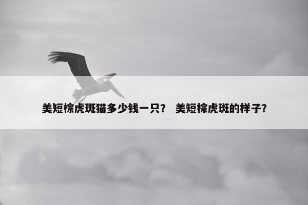 美短棕虎斑猫多少钱一只？ 美短棕虎斑的样子？