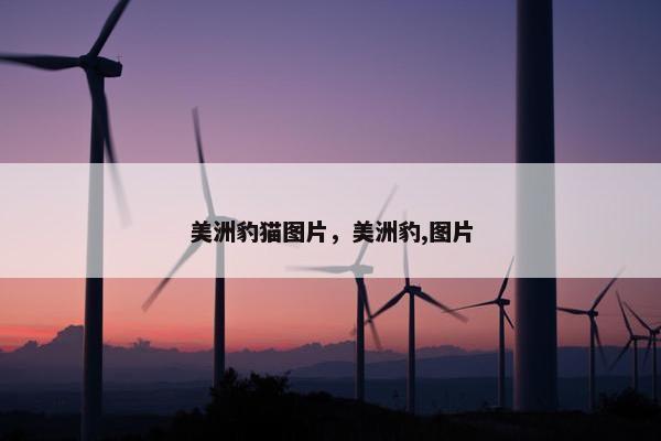 美洲豹猫图片，美洲豹,图片