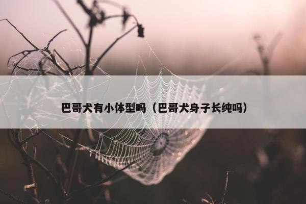 巴哥犬有小体型吗（巴哥犬身子长纯吗）