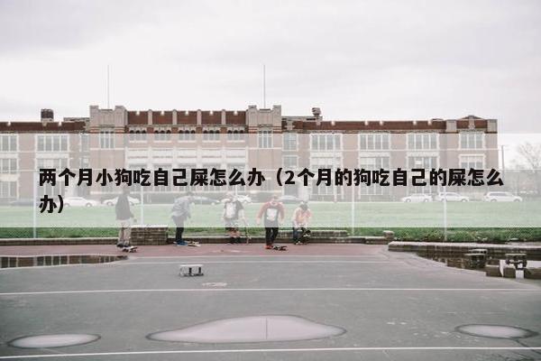 两个月小狗吃自己屎怎么办（2个月的狗吃自己的屎怎么办）
