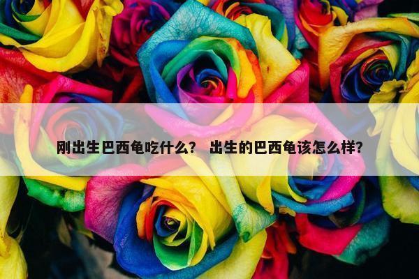 刚出生巴西龟吃什么？ 出生的巴西龟该怎么样？