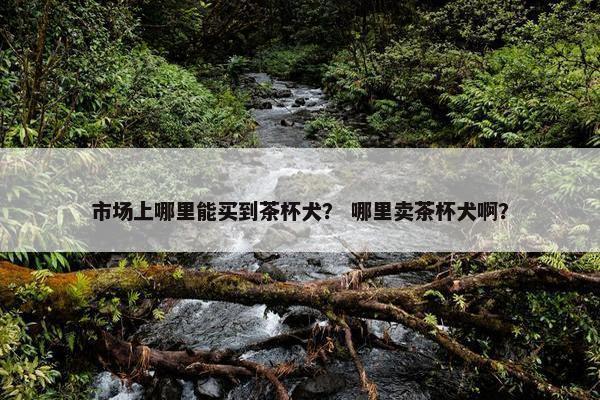 市场上哪里能买到茶杯犬？ 哪里卖茶杯犬啊？