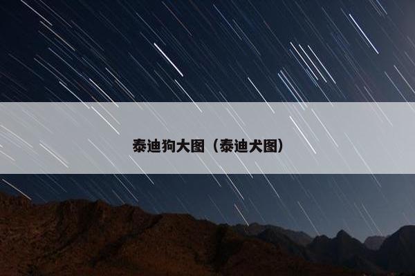泰迪狗大图（泰迪犬图）