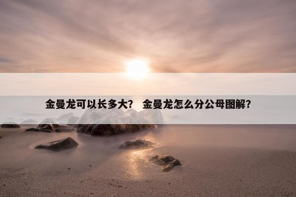 金曼龙可以长多大？ 金曼龙怎么分公母图解？