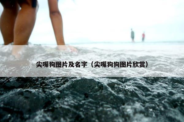 尖嘴狗图片及名字（尖嘴狗狗图片欣赏）