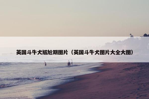 英国斗牛犬尴尬期图片（英国斗牛犬图片大全大图）