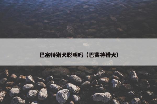 巴塞特猎犬聪明吗（巴赛特猎犬）