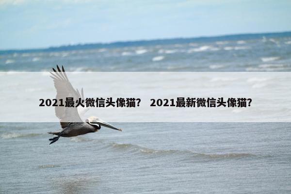 2021最火微信头像猫？ 2021最新微信头像猫？