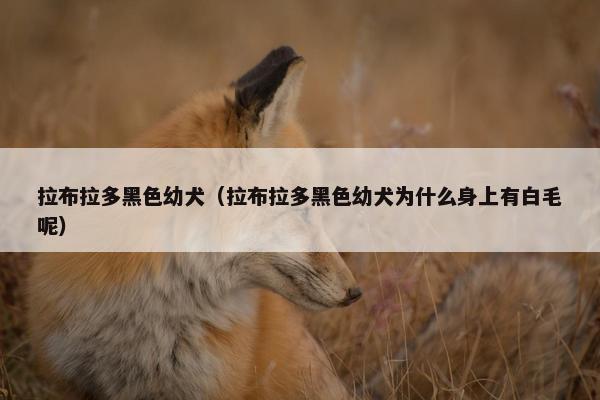 拉布拉多黑色幼犬（拉布拉多黑色幼犬为什么身上有白毛呢）