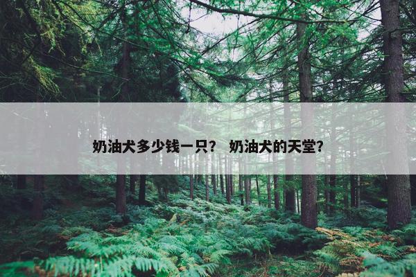 奶油犬多少钱一只？ 奶油犬的天堂？