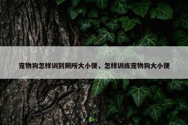 宠物狗怎样训到厕所大小便，怎样训练宠物狗大小便