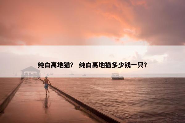 纯白高地猫？ 纯白高地猫多少钱一只？