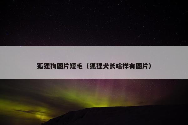 狐狸狗图片短毛（狐狸犬长啥样有图片）