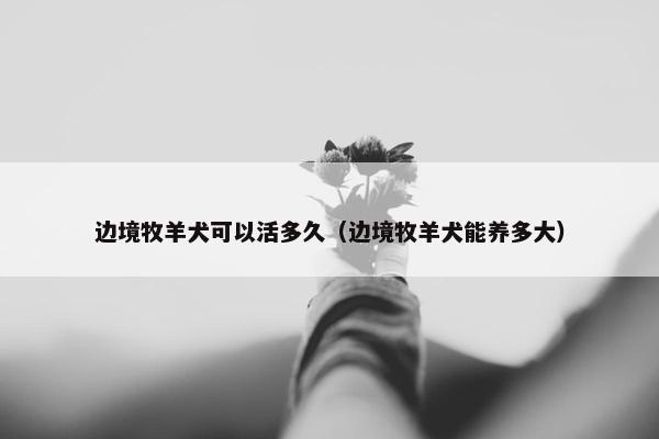 边境牧羊犬可以活多久（边境牧羊犬能养多大）