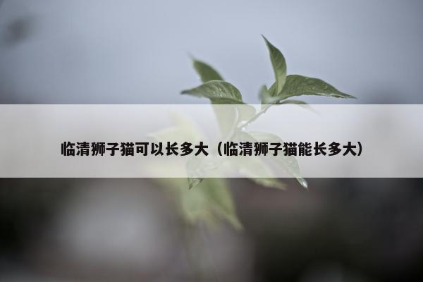 临清狮子猫可以长多大（临清狮子猫能长多大）