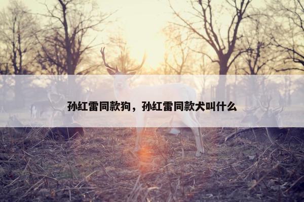 孙红雷同款狗，孙红雷同款犬叫什么